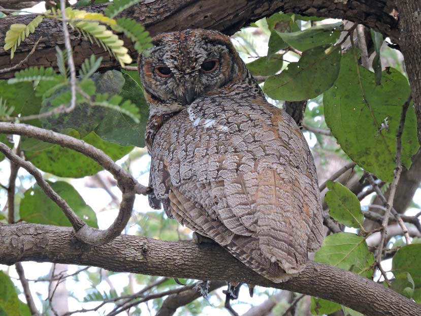 Mottled wood owl one of the several species of owl found in central India. This was photographed at Satpura Tiger Reserve in Madhya Pradesh.