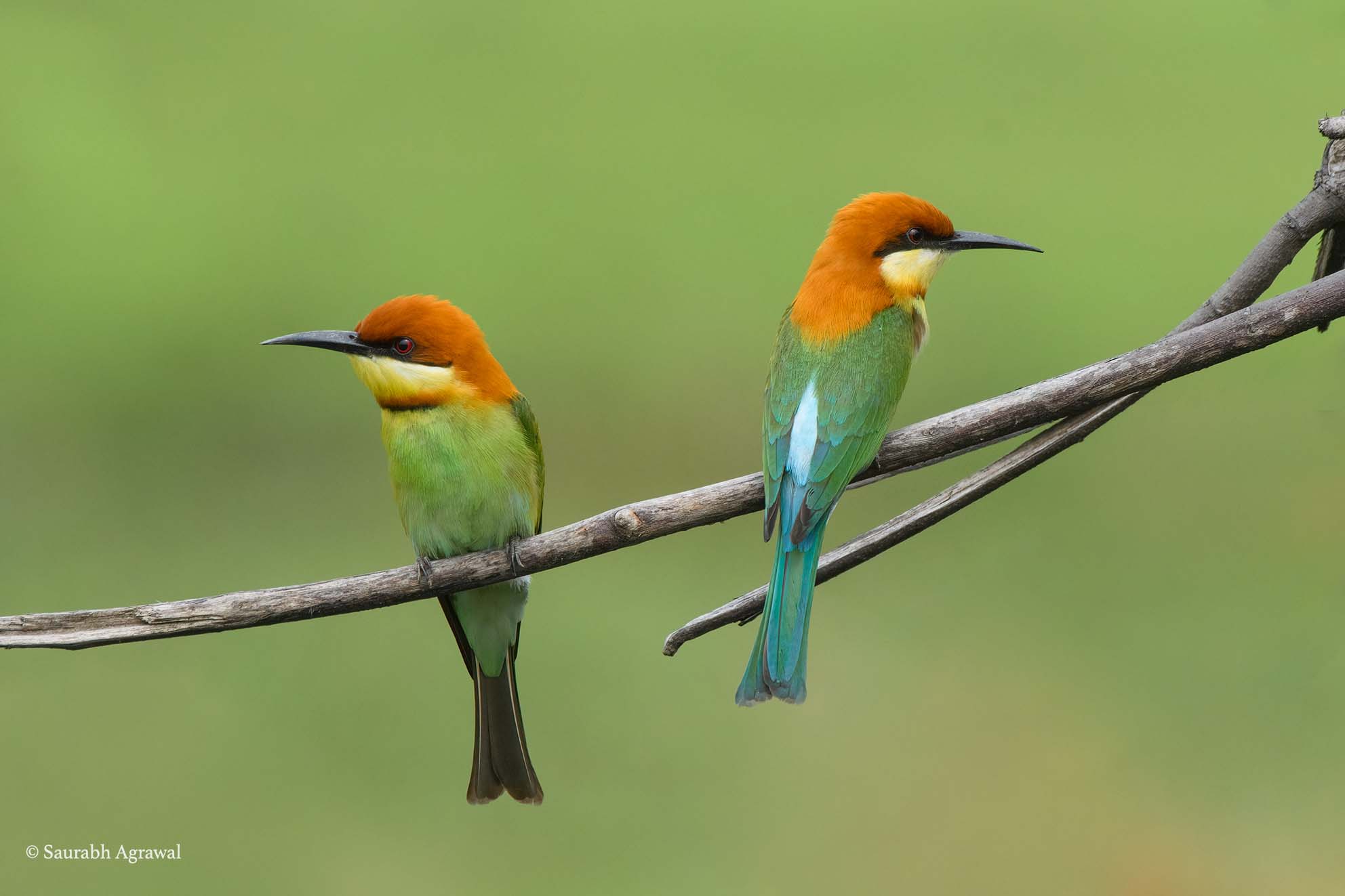 Chestnut-headed bee-eater