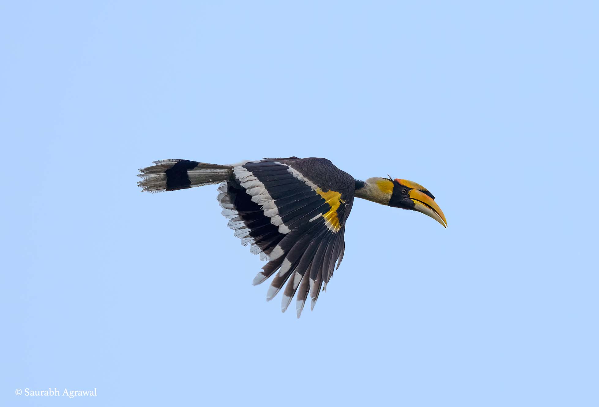 Great hornbill