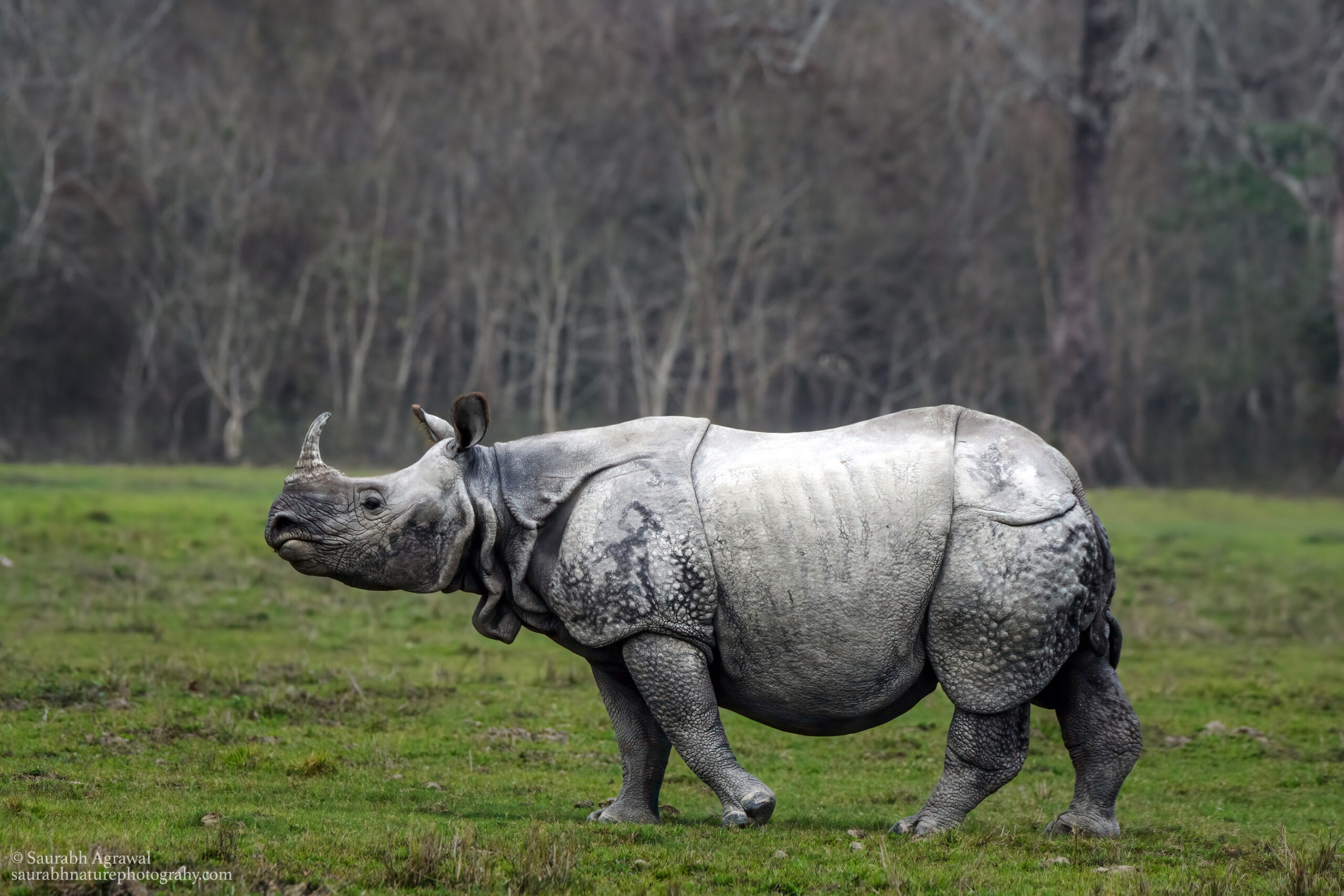 Indian rhinoceros