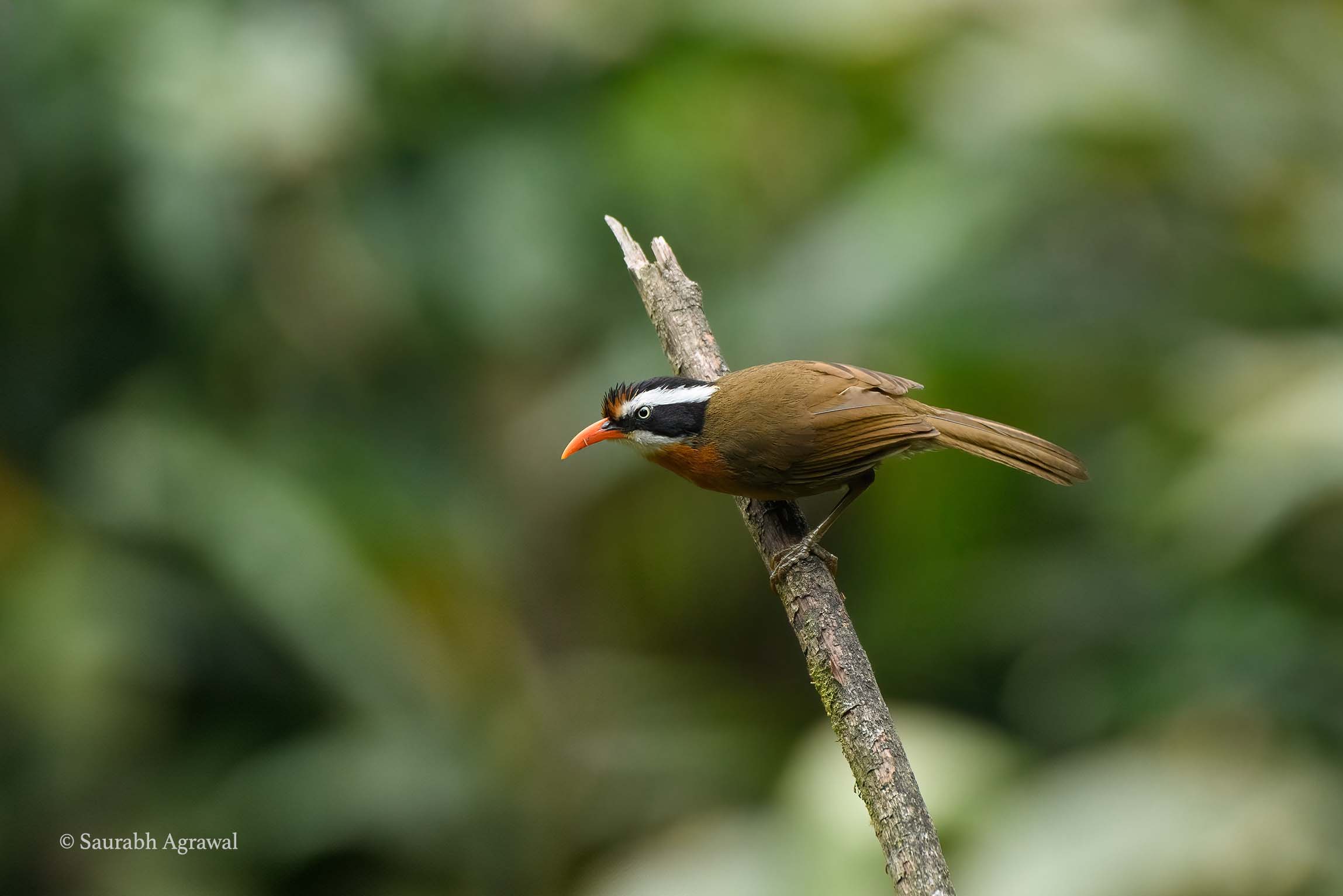 Black-crowned scimitar babbler