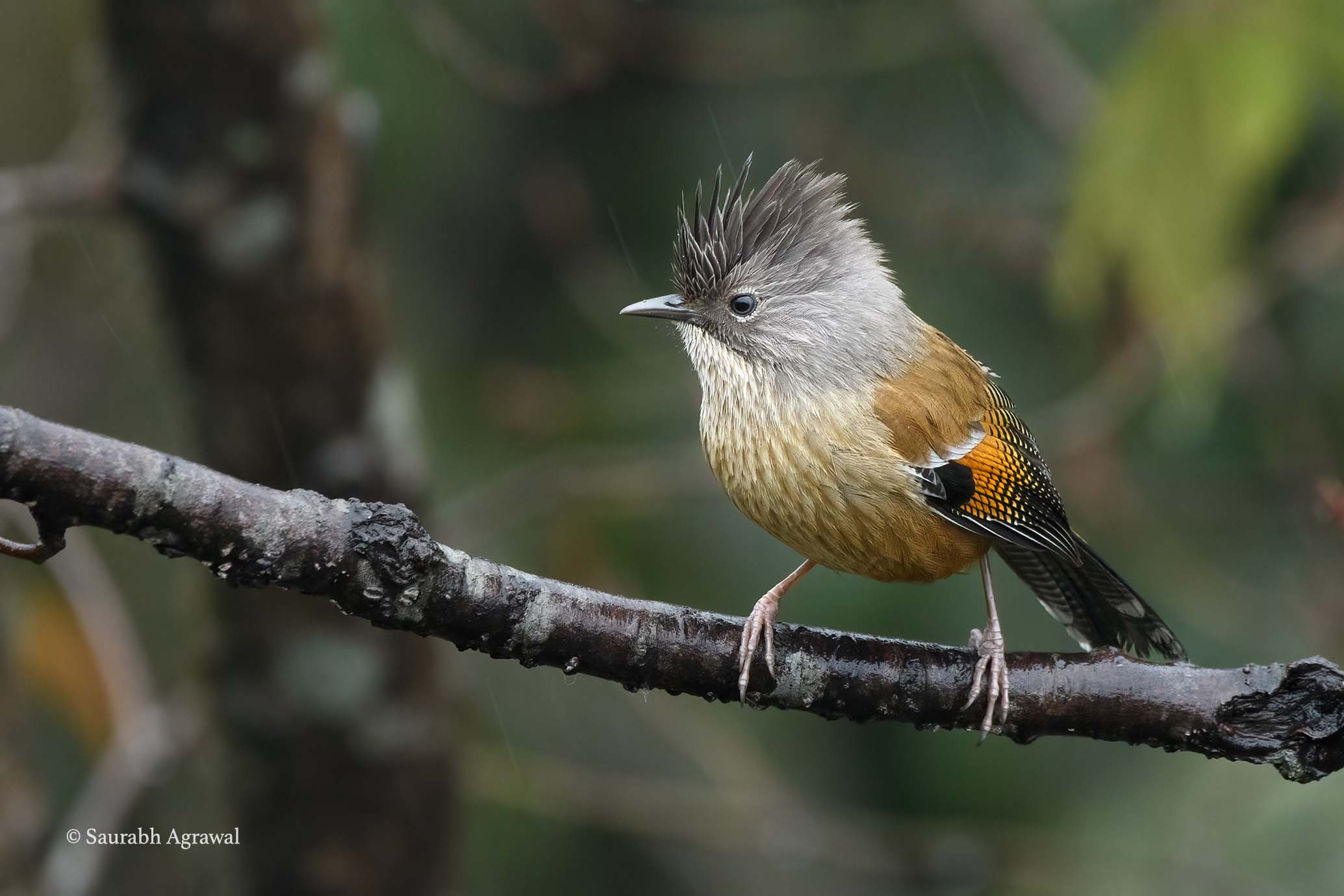 Stripe-throated yuhina