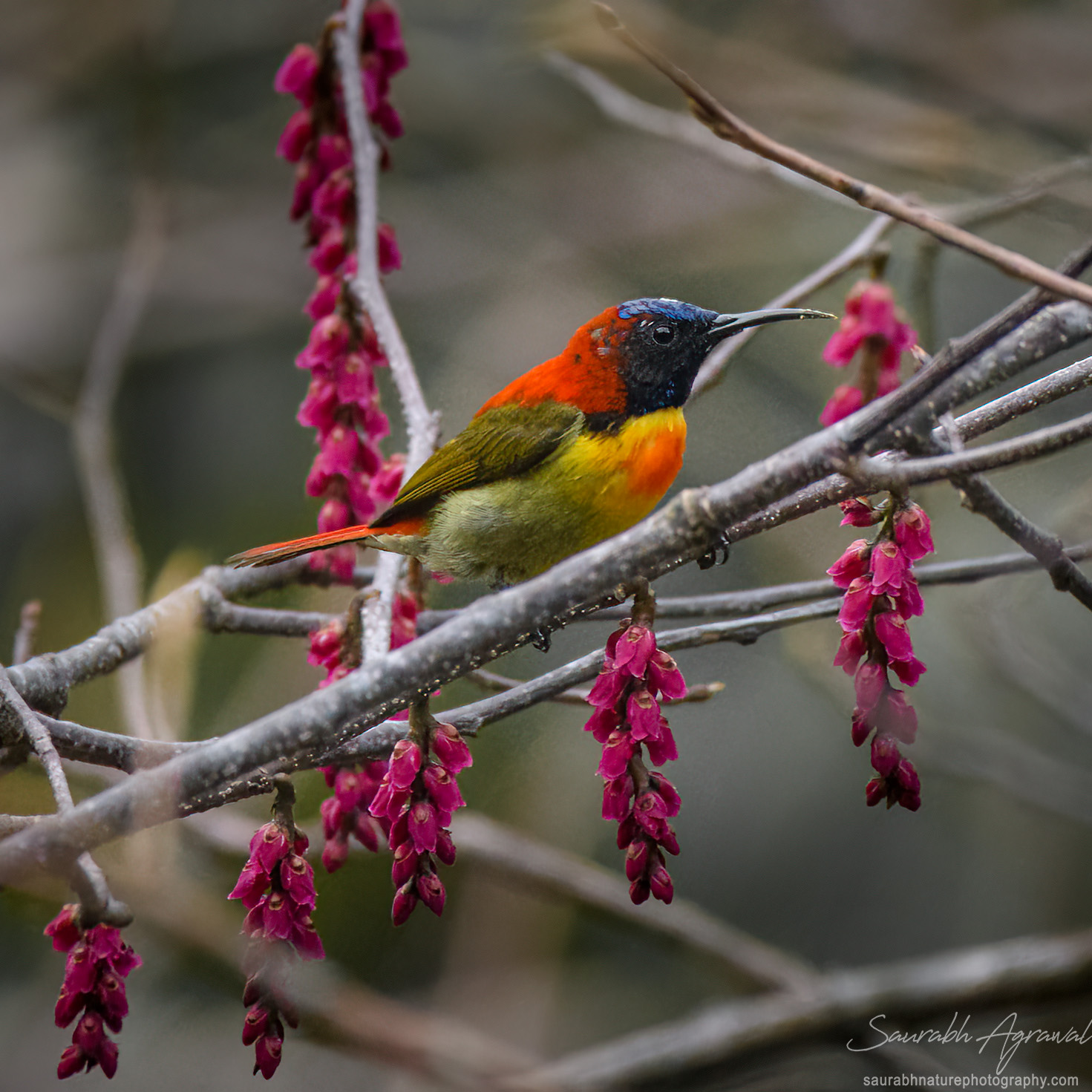 Fire-tailed sunbird