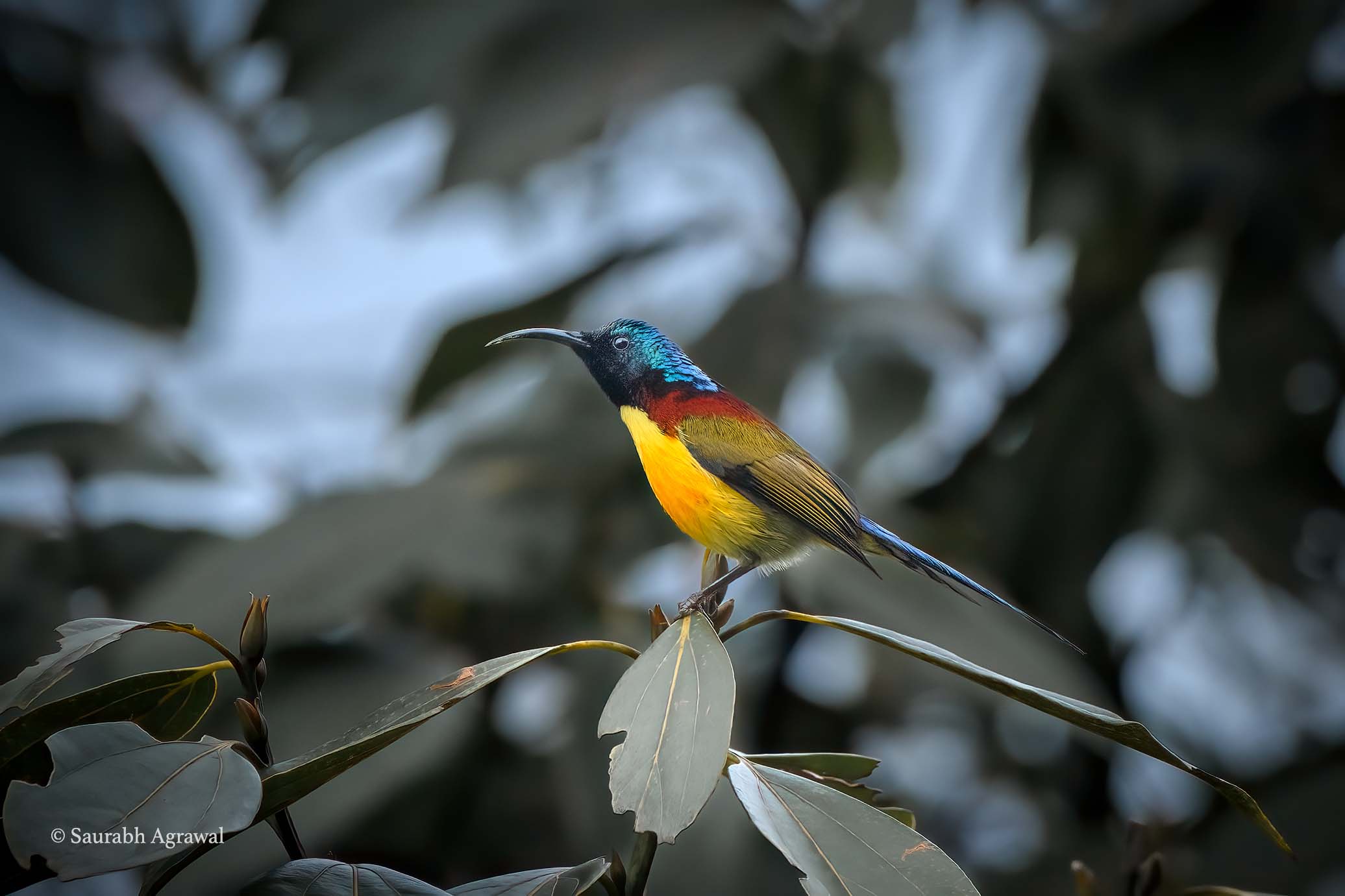 Green-tailed sunbird