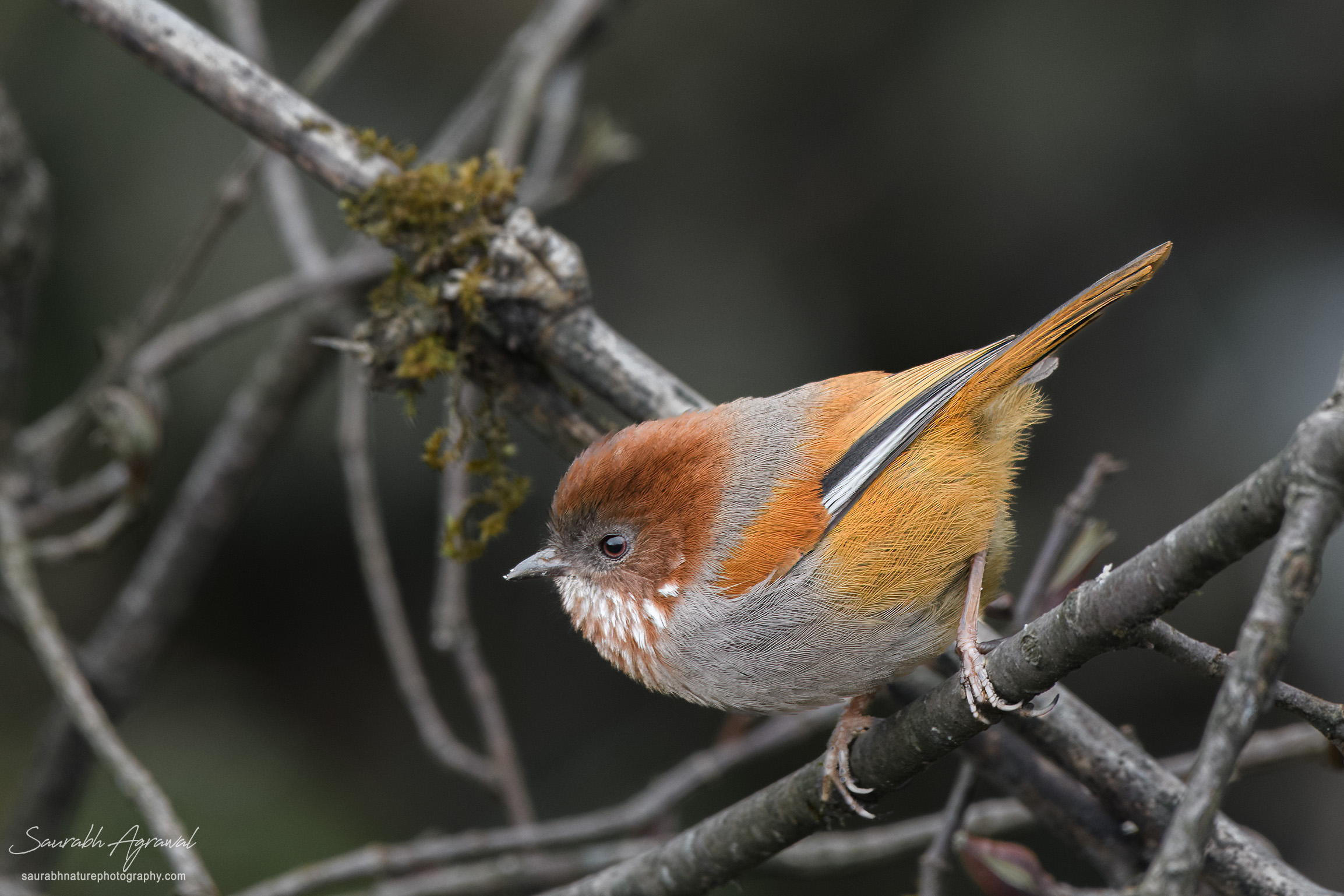 Brown-throated fulvetta