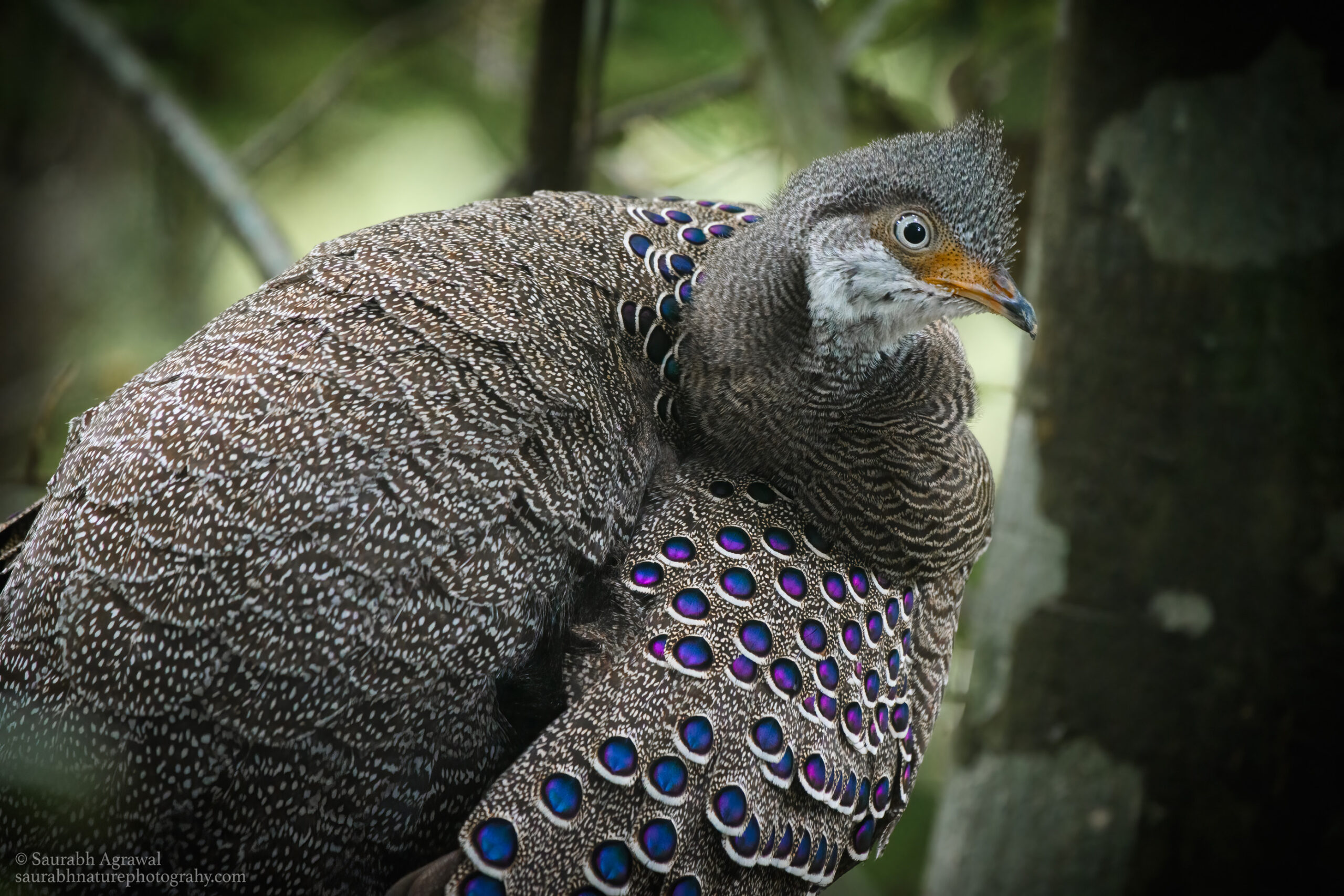 Grey peacock-pheasant