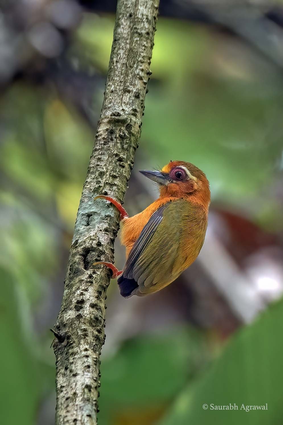 White-browed piculet