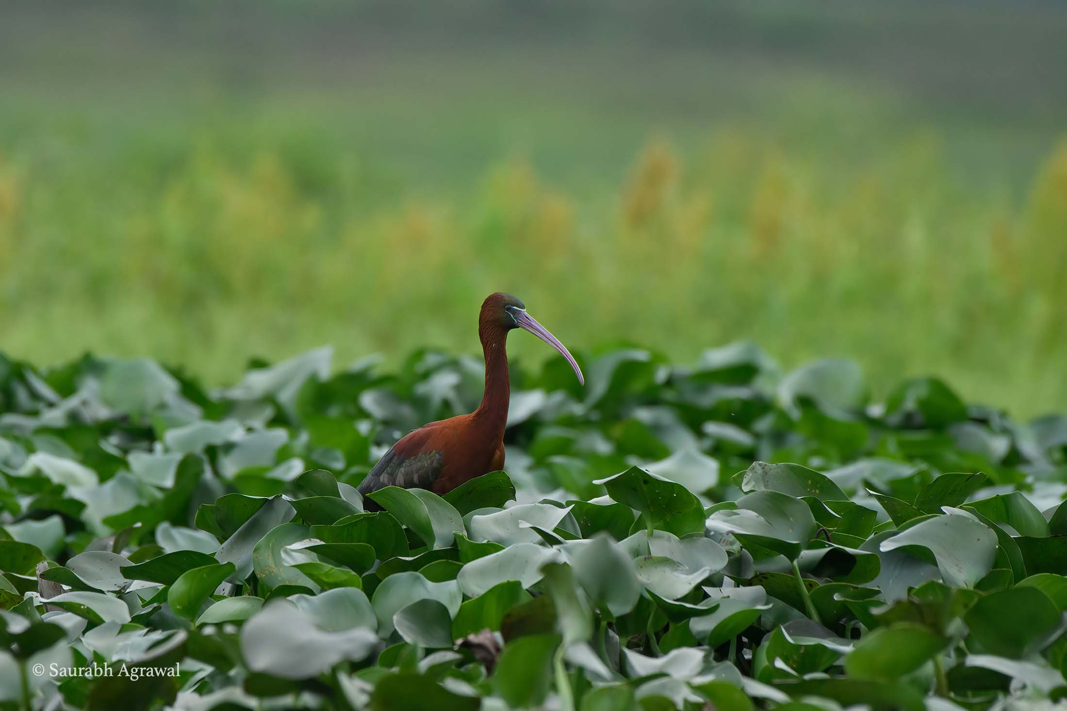 Glossy ibis