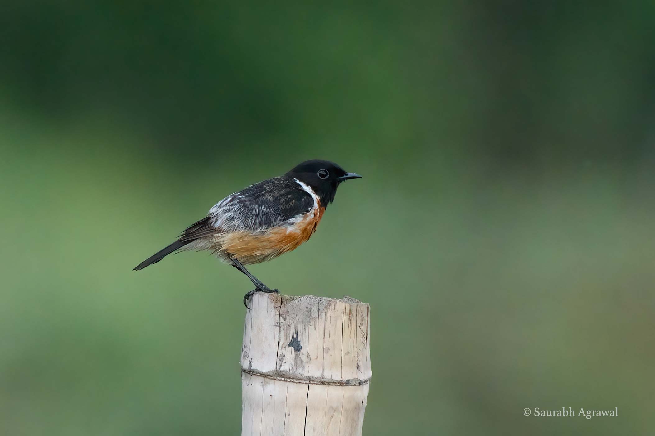 Siberian stonechat