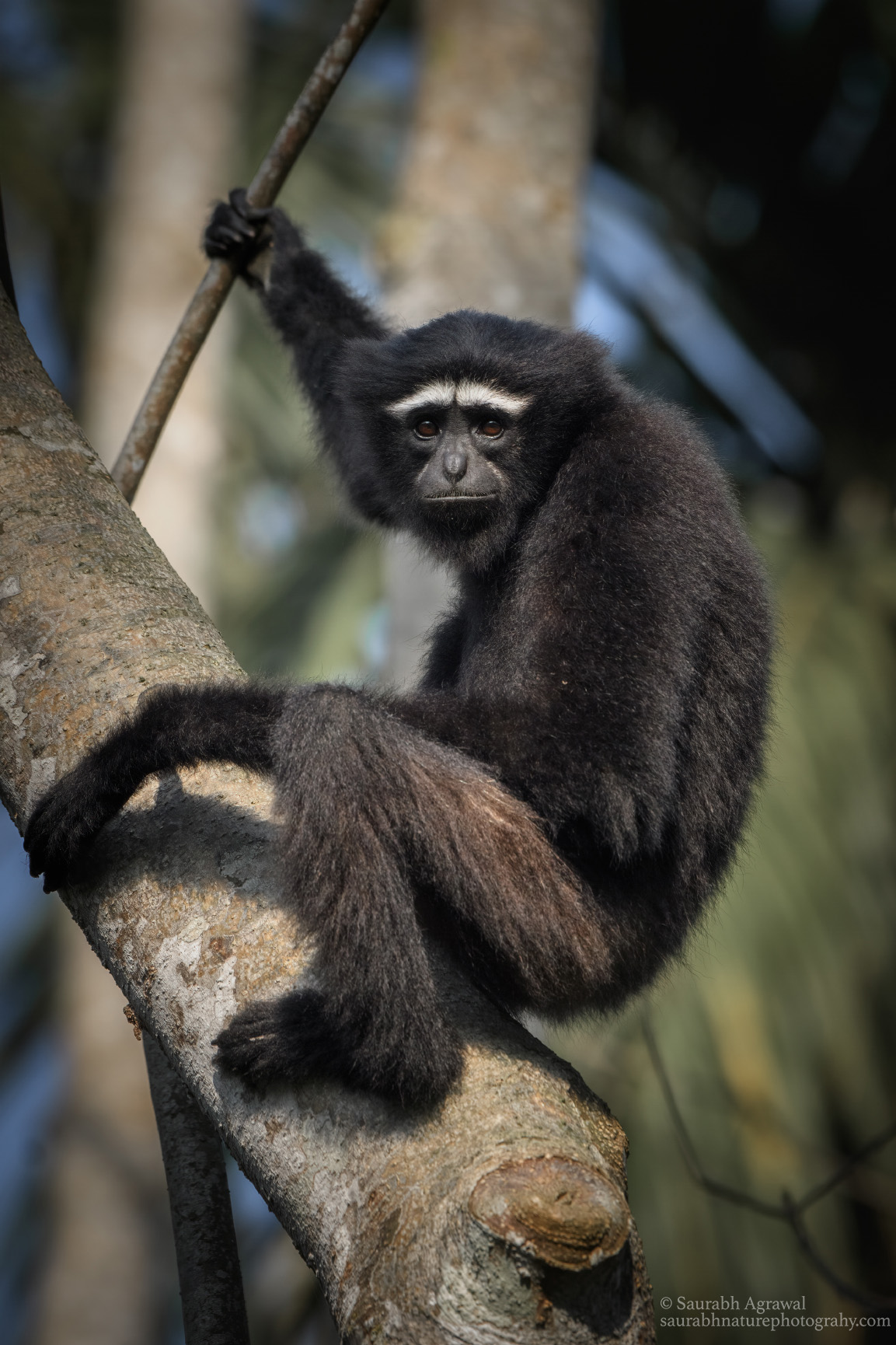 Hoolock gibbon