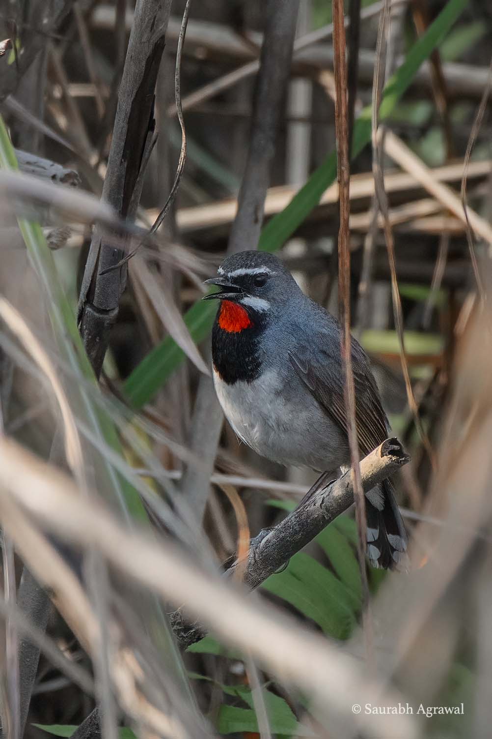 Chinese Rubythroat