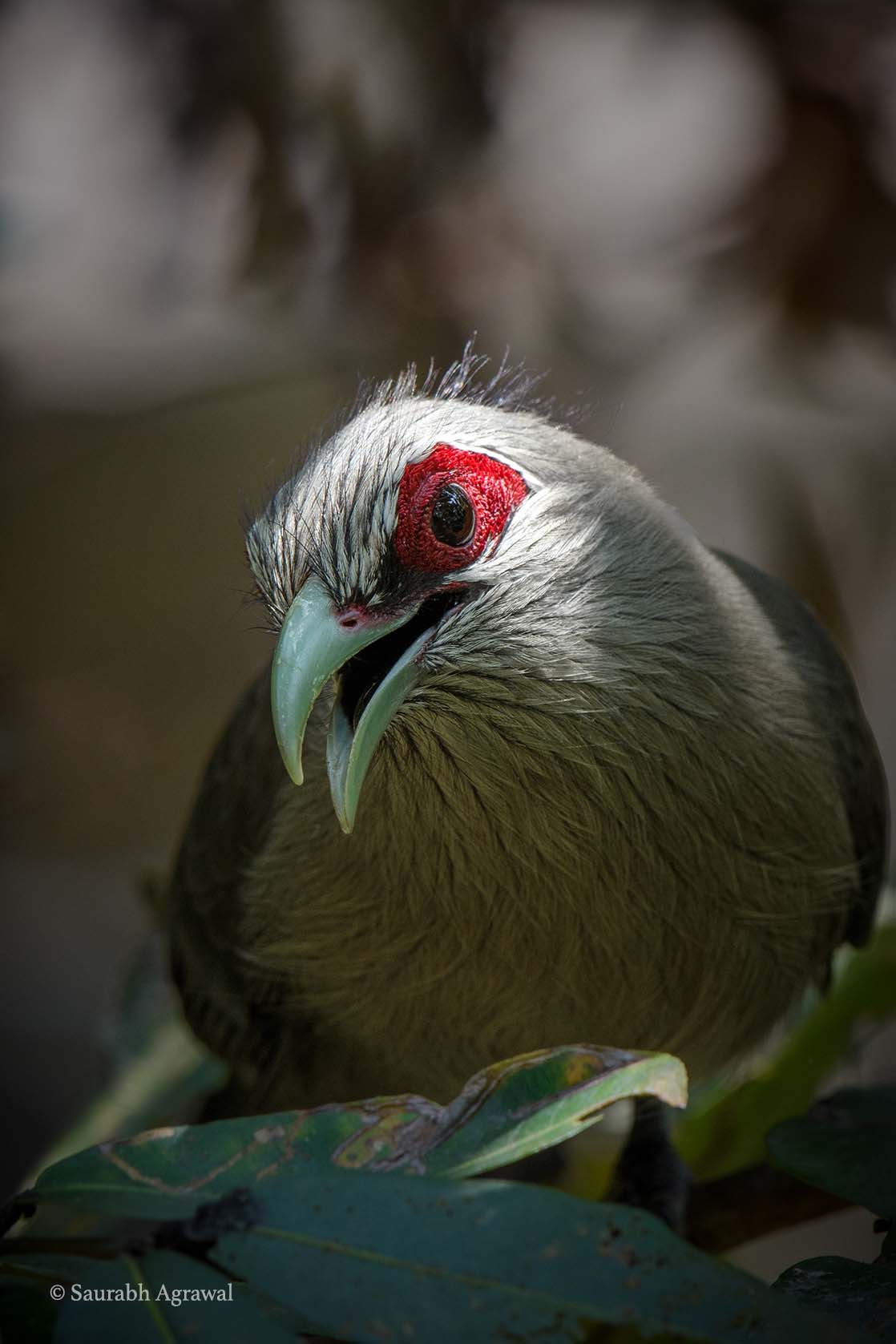 green billed malkoha