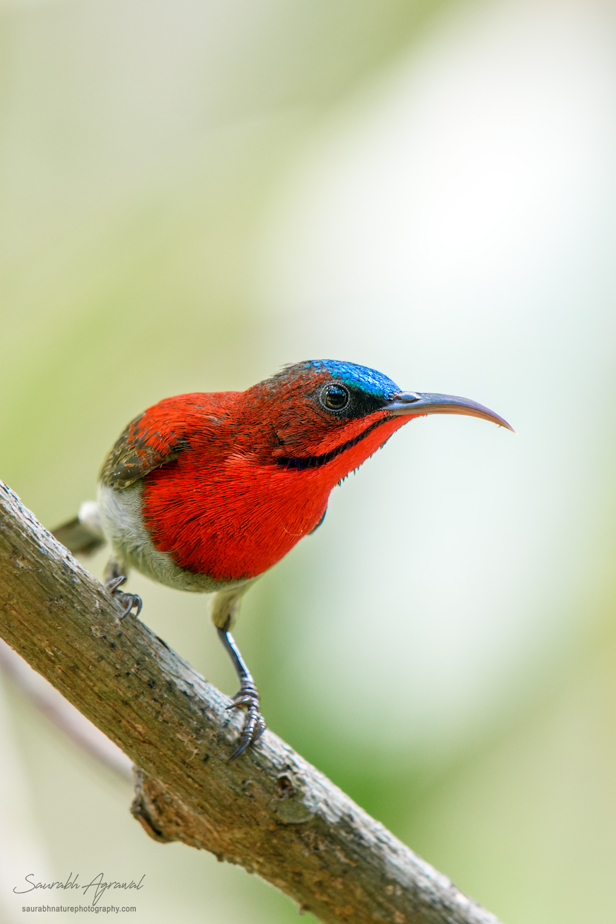 Crimson sunbird