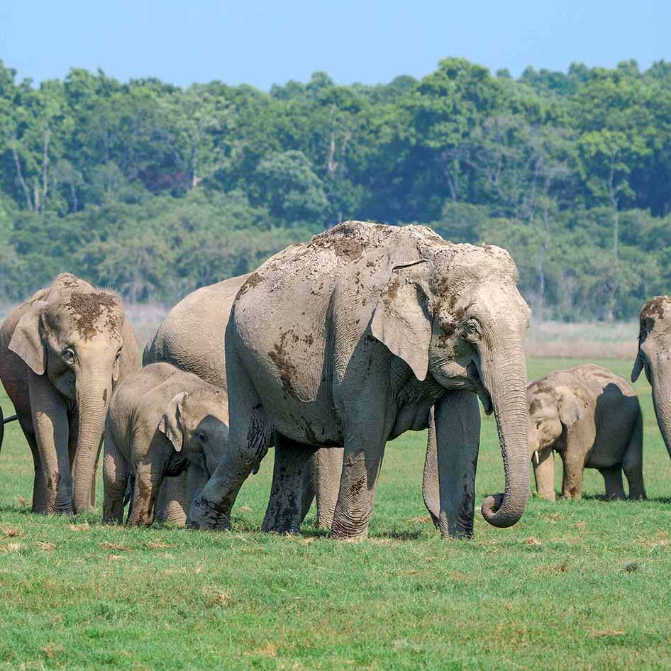 Asian elephants