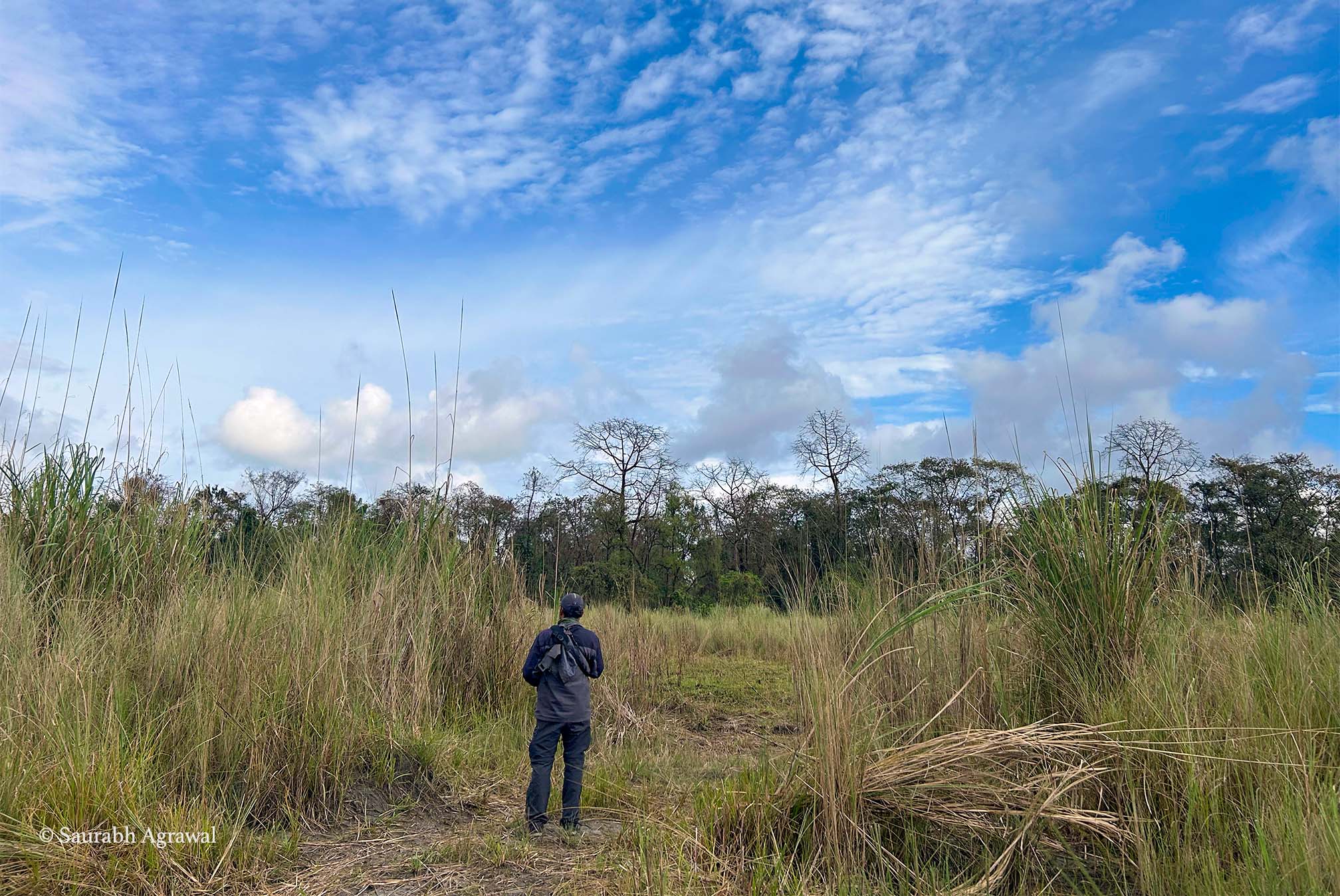 Dibru Saikhowa grassland