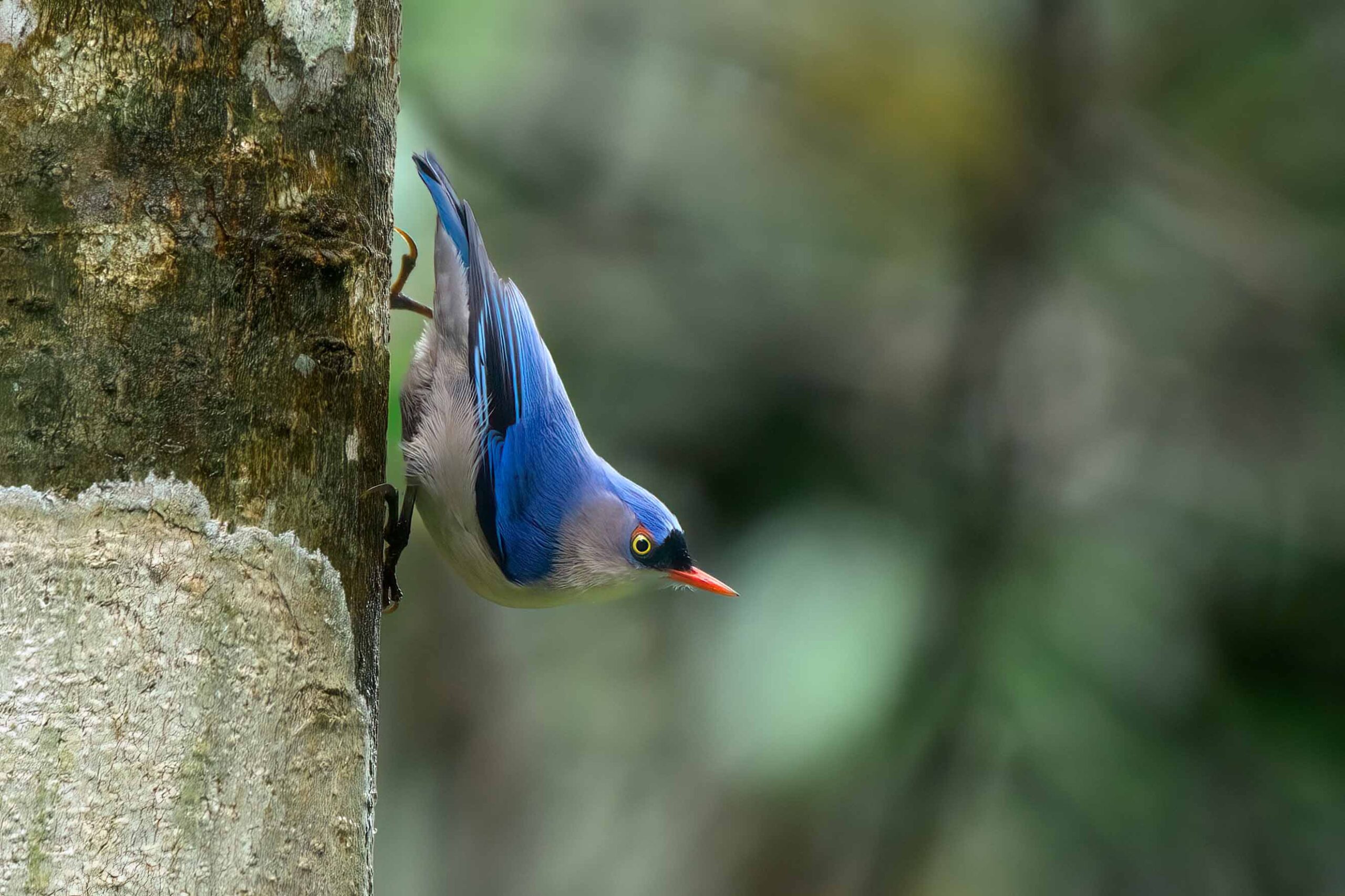 Velvet-fronted nuthatch