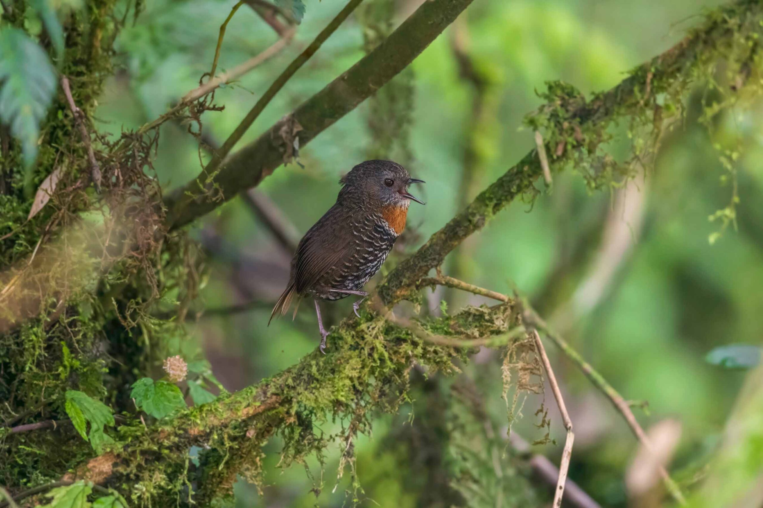 Mishmi wren-babbler