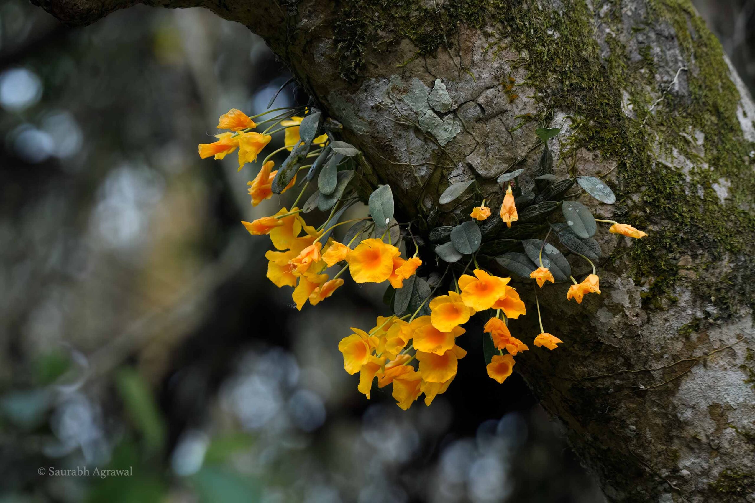 Orchid Dendrobium lindleyi