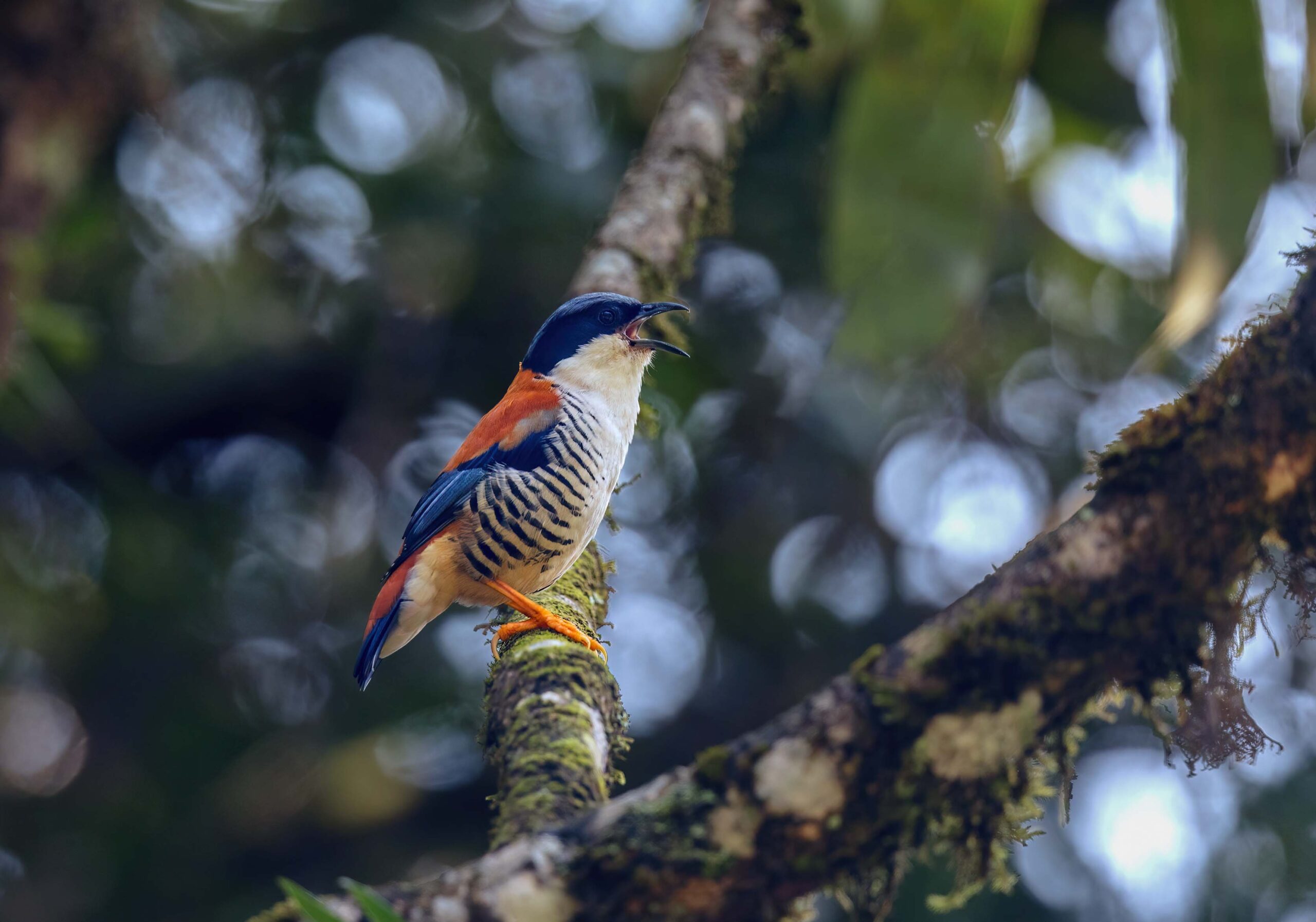 Himalayan cutia